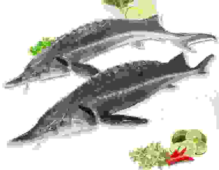 Cá Tầm nguyên liệu nấu lẩu tại nhà hàng Memoryđược chọn lọc nghiêm khắc từ nhà cung cấp